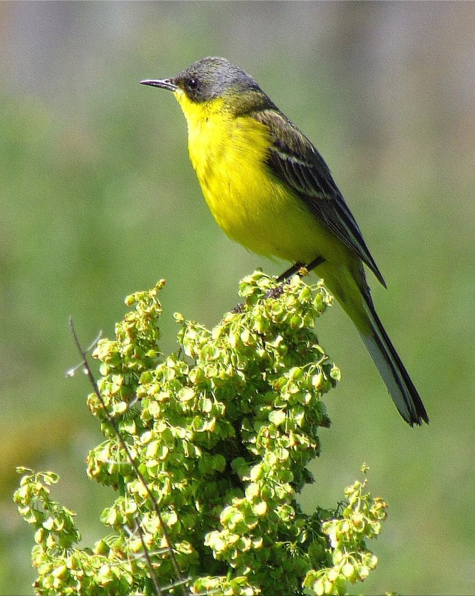 Трясогузка Иволга