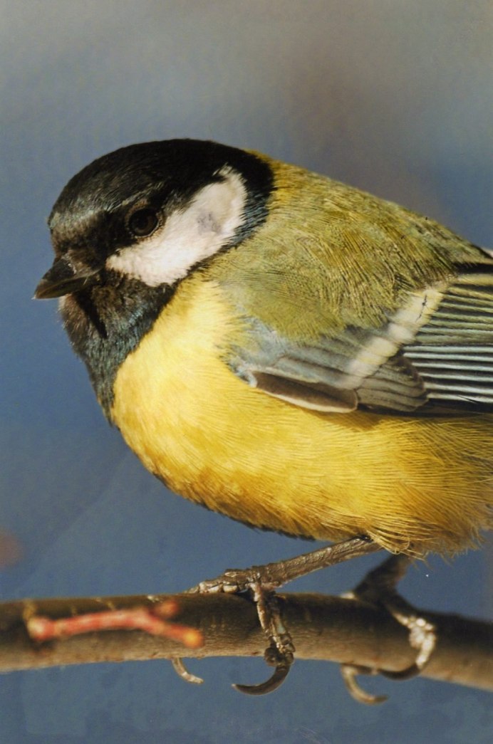 Prothonotary Warbler