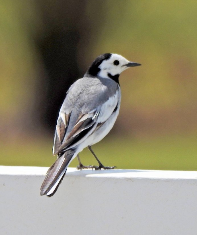 Белая трясогузка Motacilla Alba