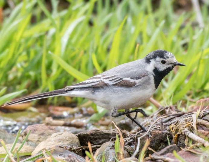 Белая трясогузка Motacilla Alba