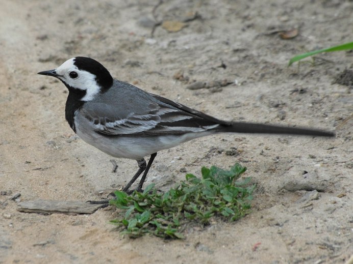 Motacilla Alba
