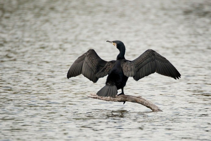 Стеллеров Баклан Phalacrocorax perspicillatus
