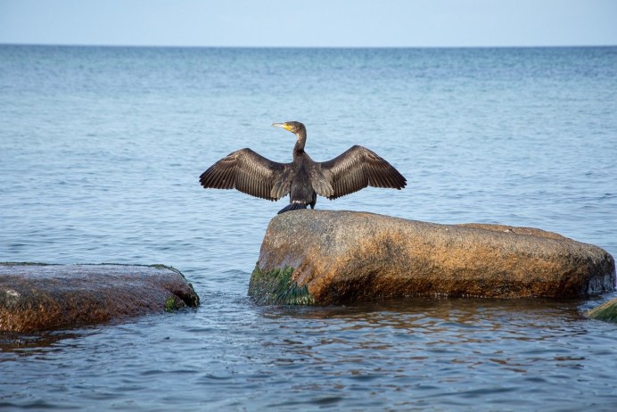 Баклан птица черное море