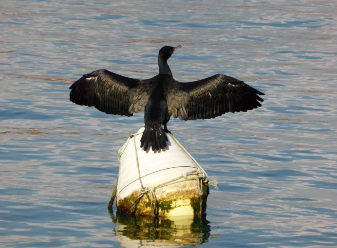 Корморан птица морская