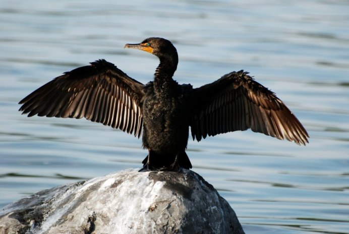 Phalacrocorax Carbo