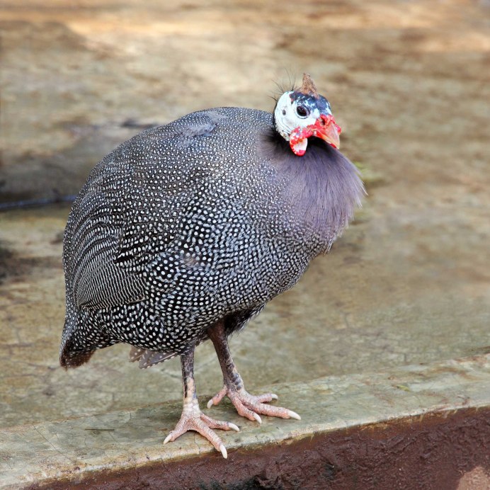 Цесарка птица