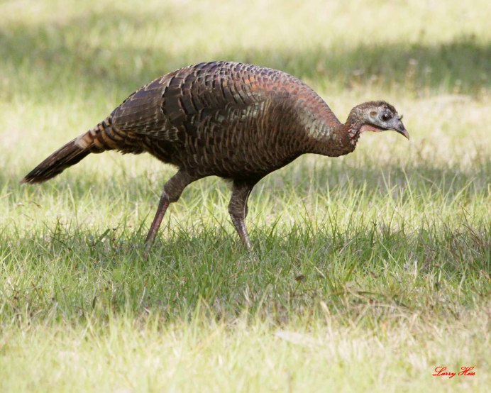 Птица похожая на индюшку