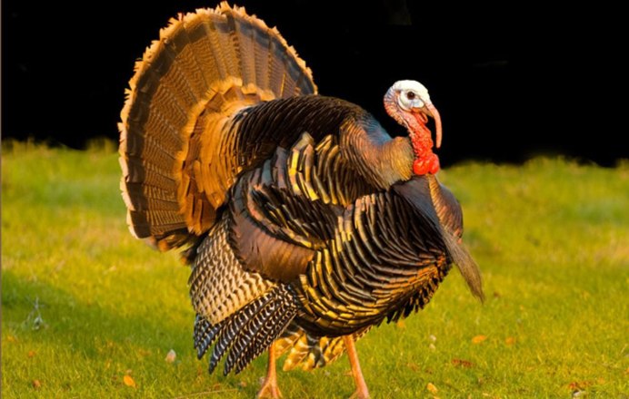 Дикий индюк