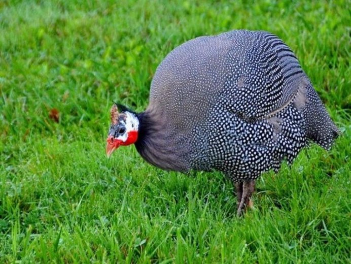 Цесарка серо-крапчатая бройлерная