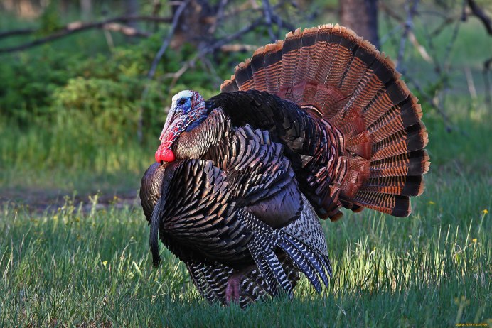 Индейка обыкновенная meleagris gallopavo