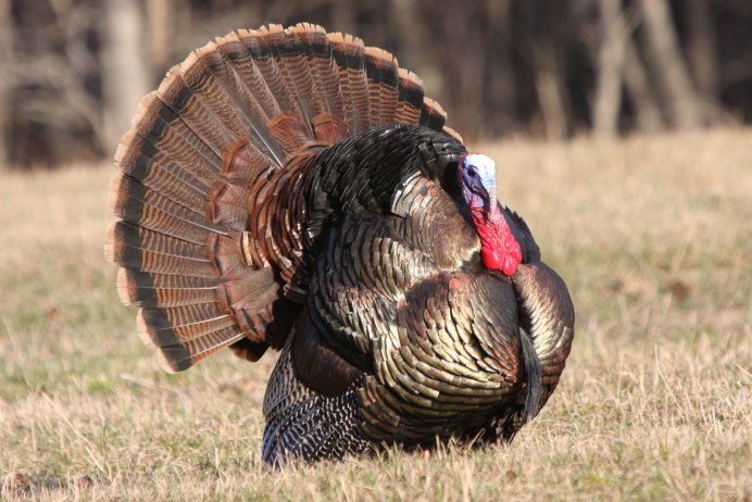 Глазчатая индейка (meleagris ocellata