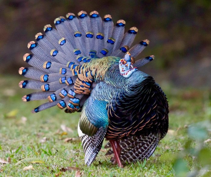 Дикий индюк