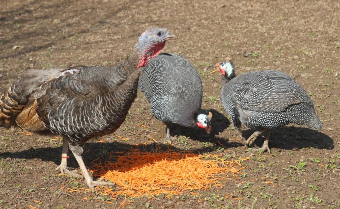 Цесарка серо-крапчатая бройлерная