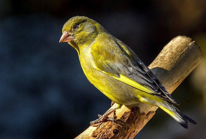 Птица Yellow Rumped Warbler