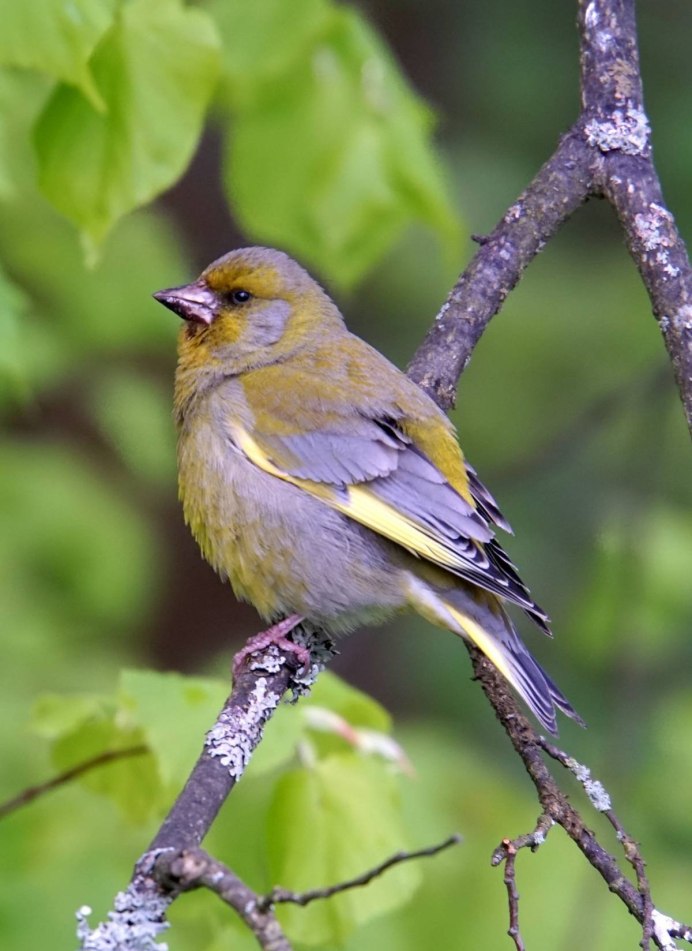 Желтая птица Украины