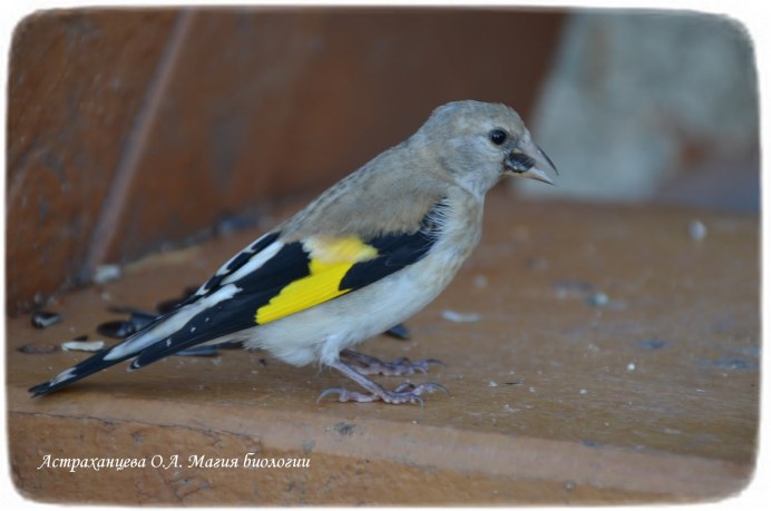 Черно желтая птица