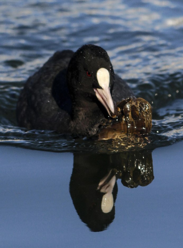Дикая водоплавающая птица похожая на ворону