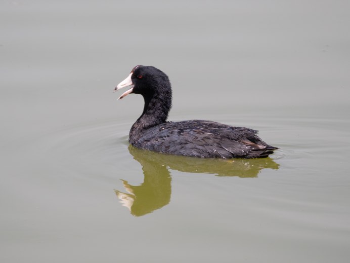 Лысуха (Fulica atra)