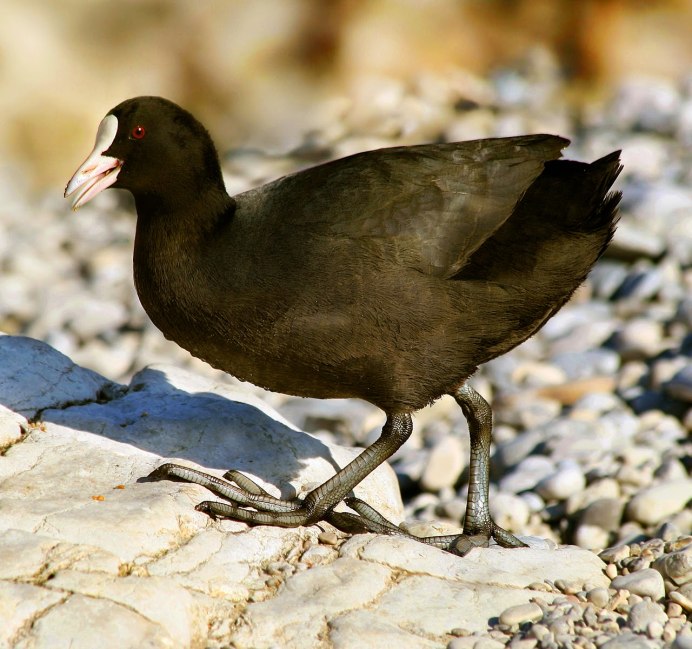 Лысуха (Fulica atra)
