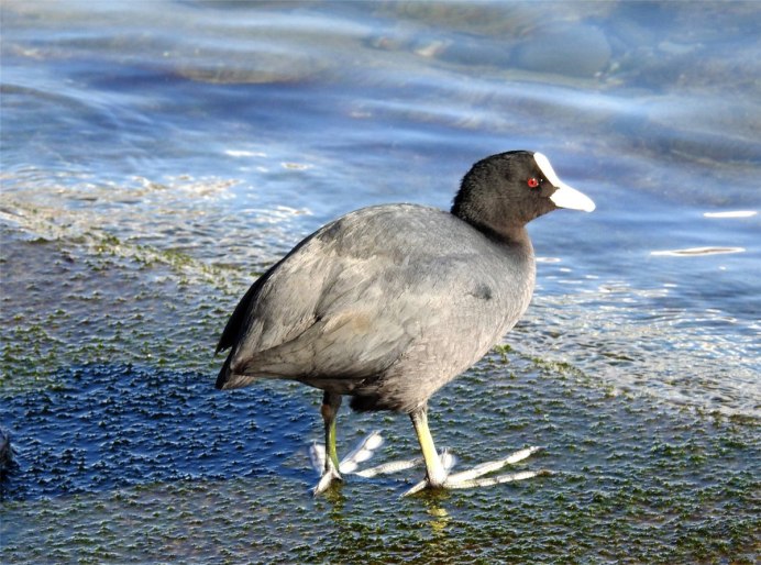 Лысуха (Fulica atra)