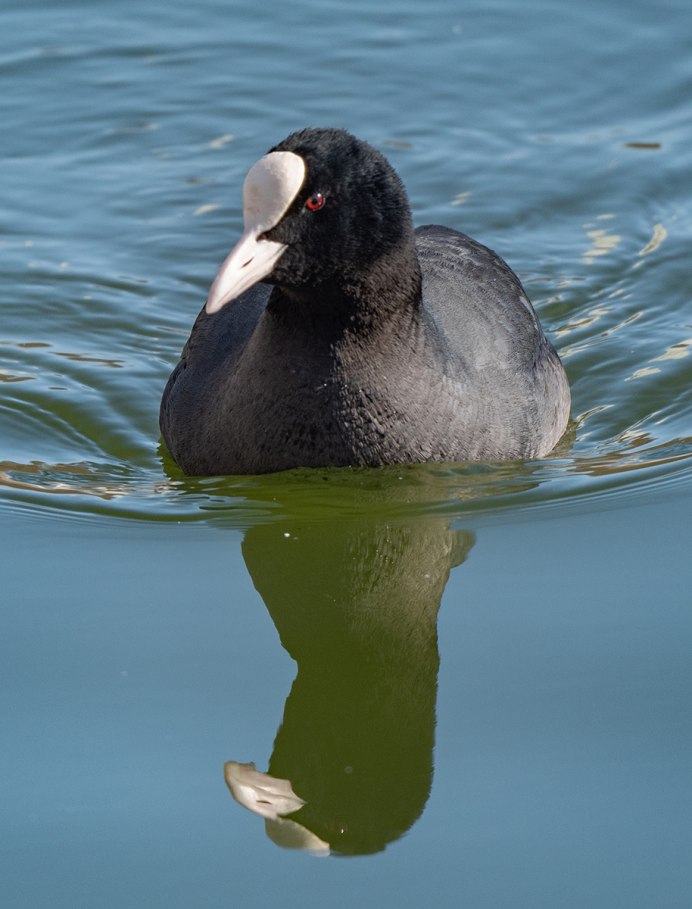 Лысуха (Fulica atra)
