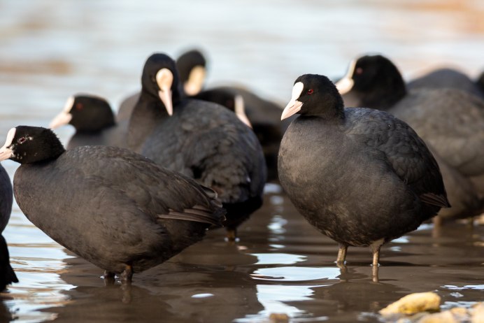 Американская лысуха (Fulica Americana)