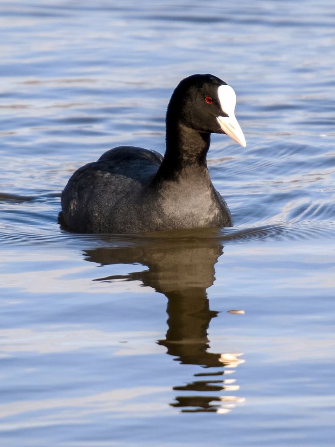 Лысуха (лат. Fulica atra)