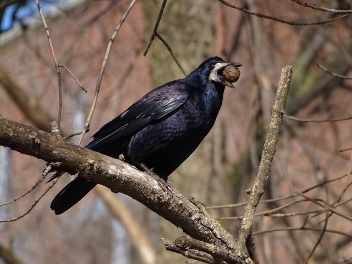 Майна обыкновенная (common Myna).