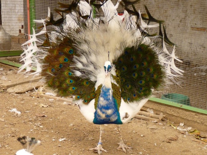 Брошь Graff Peacock