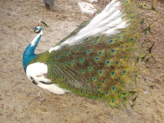 Зелёный Павлин / Pavo muticus