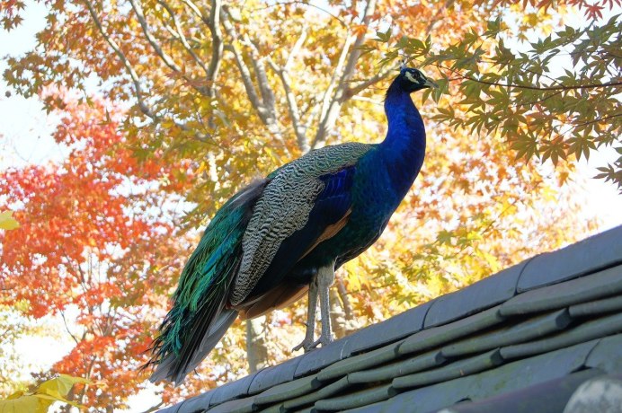Peacock India Blue pied