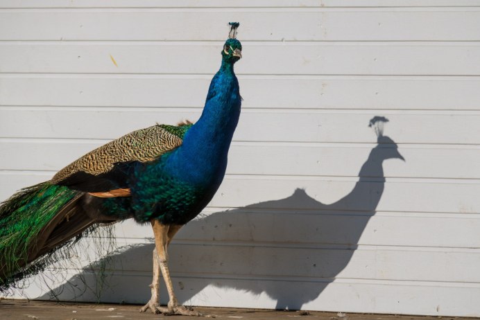 Индийский Павлин / Pavo cristatus