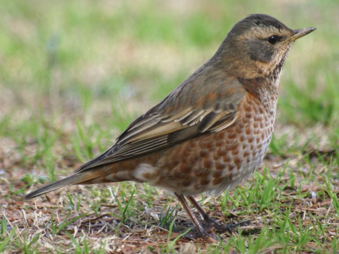 Turdus viscivorus