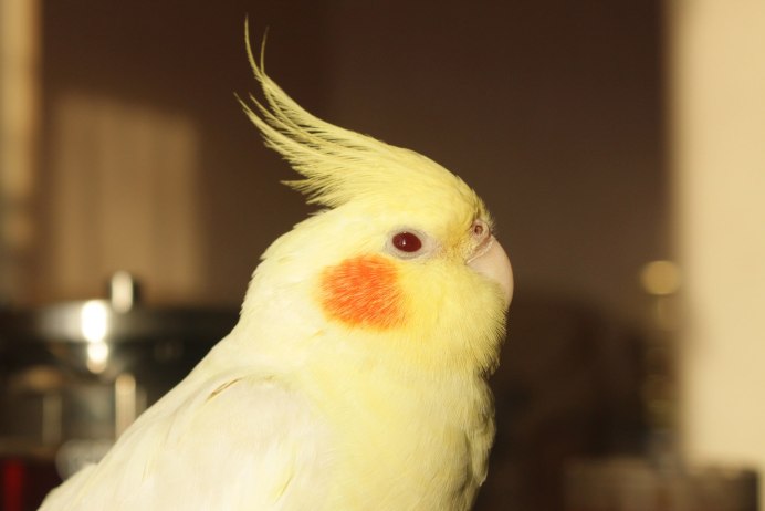 Корелла альбино