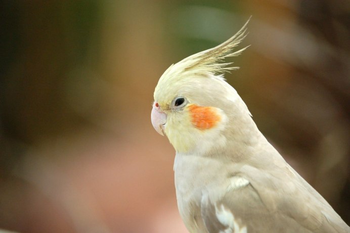 Normal White Cockatiel
