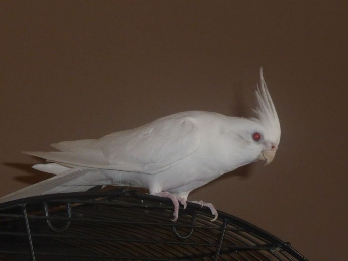 Корелла Whiteface