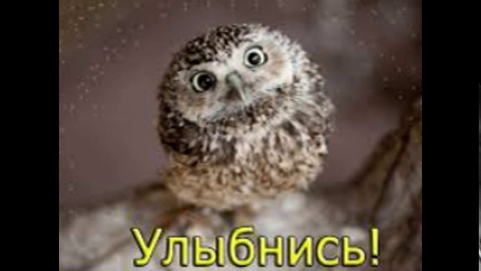 Сыч детеныш
