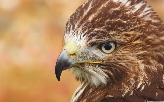 Камчатский тетеревятник Accipiter gentilis albidus