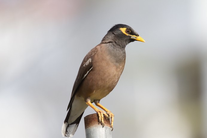 Майна обыкновенная (common Myna).