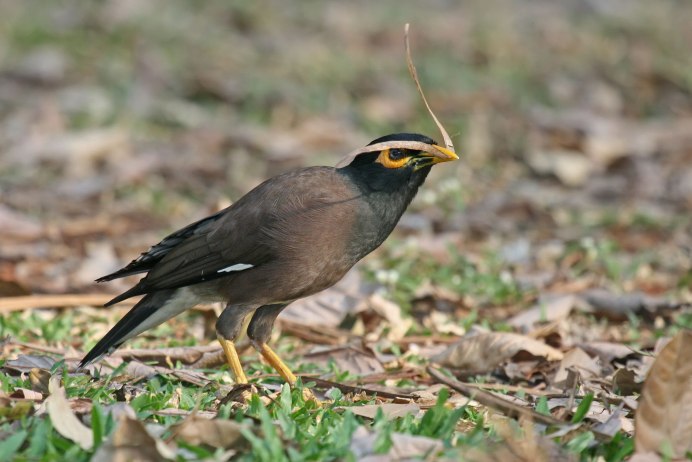 Lamprotornis Regius