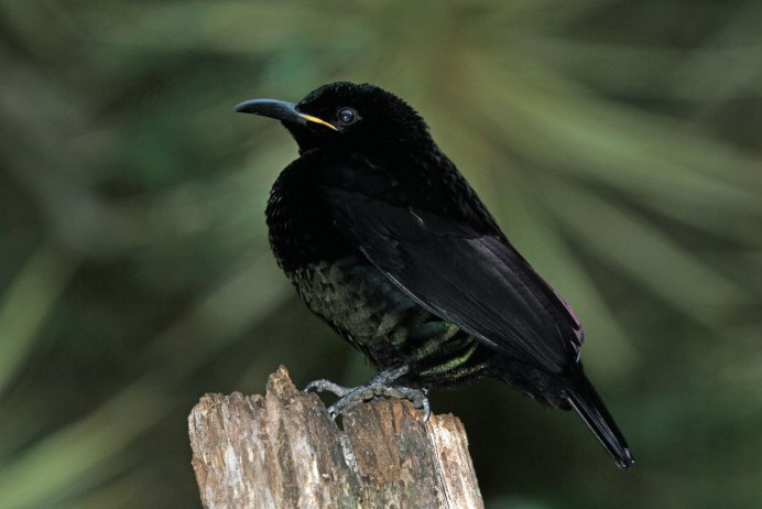 Майна обыкновенная (common Myna).