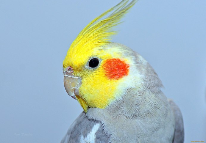 Корелла попугай 4 лапы