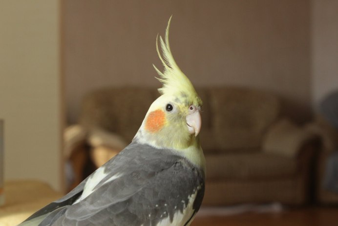 Корелла попугай 4 лапы