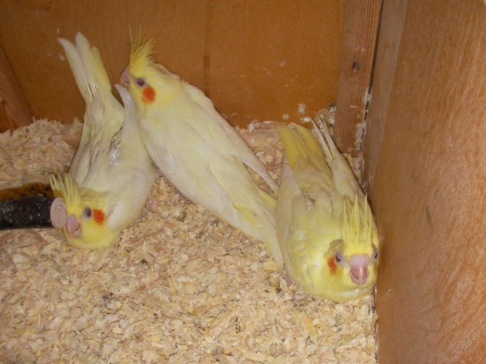 Корелла лютино