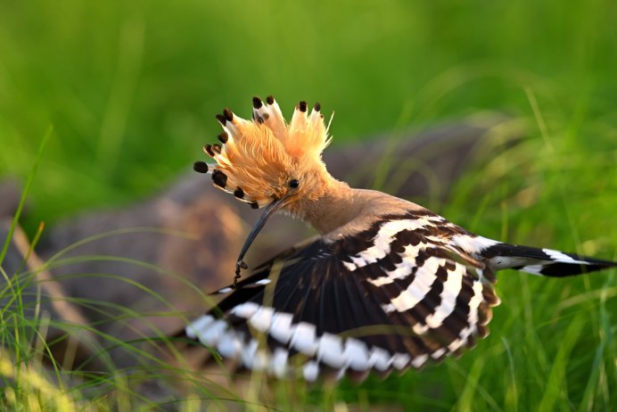 Удод Степной