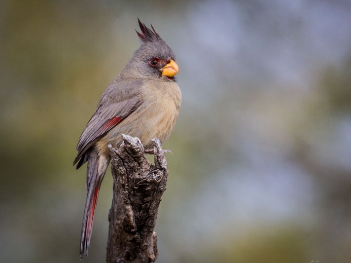 Художник Wlodzimierz Kuklinski 2 осень и женщина