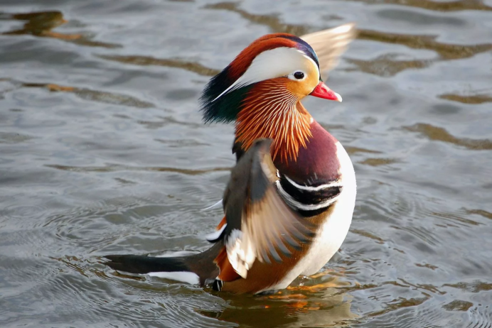 Утка Мандаринка красная