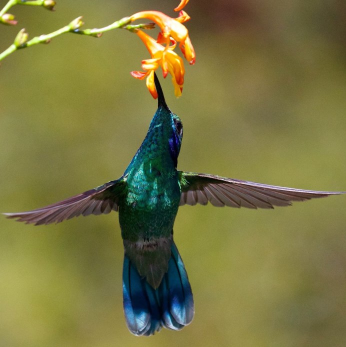 Женщина птица забирающая людей из Библии