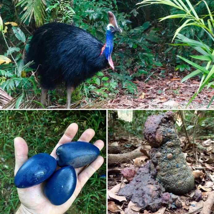 Казуар птенец