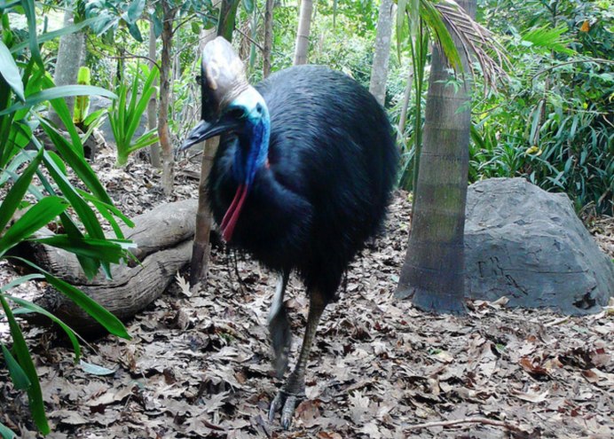 Казуар нападает на человека